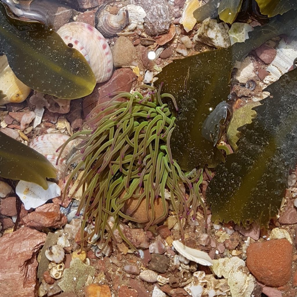 Geodiversity Day Rockpool Ramble Torbay Coast Countryside Trust