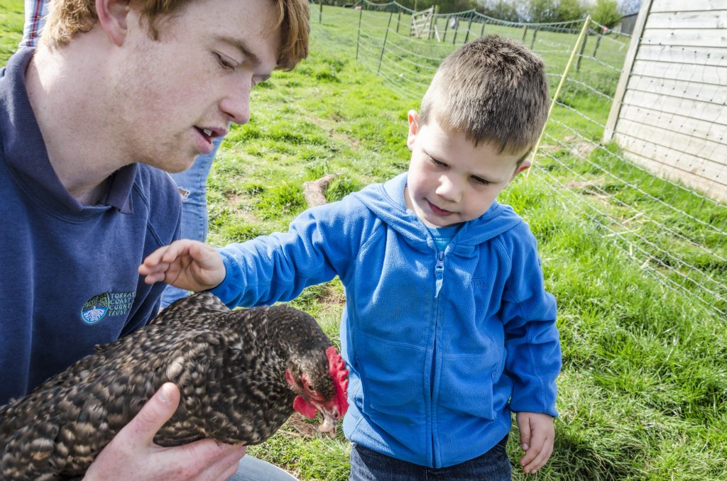 Occombe Farm chicken ranger
