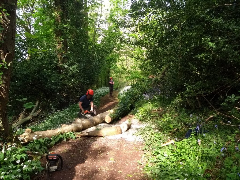 Scadson woods tree clearance