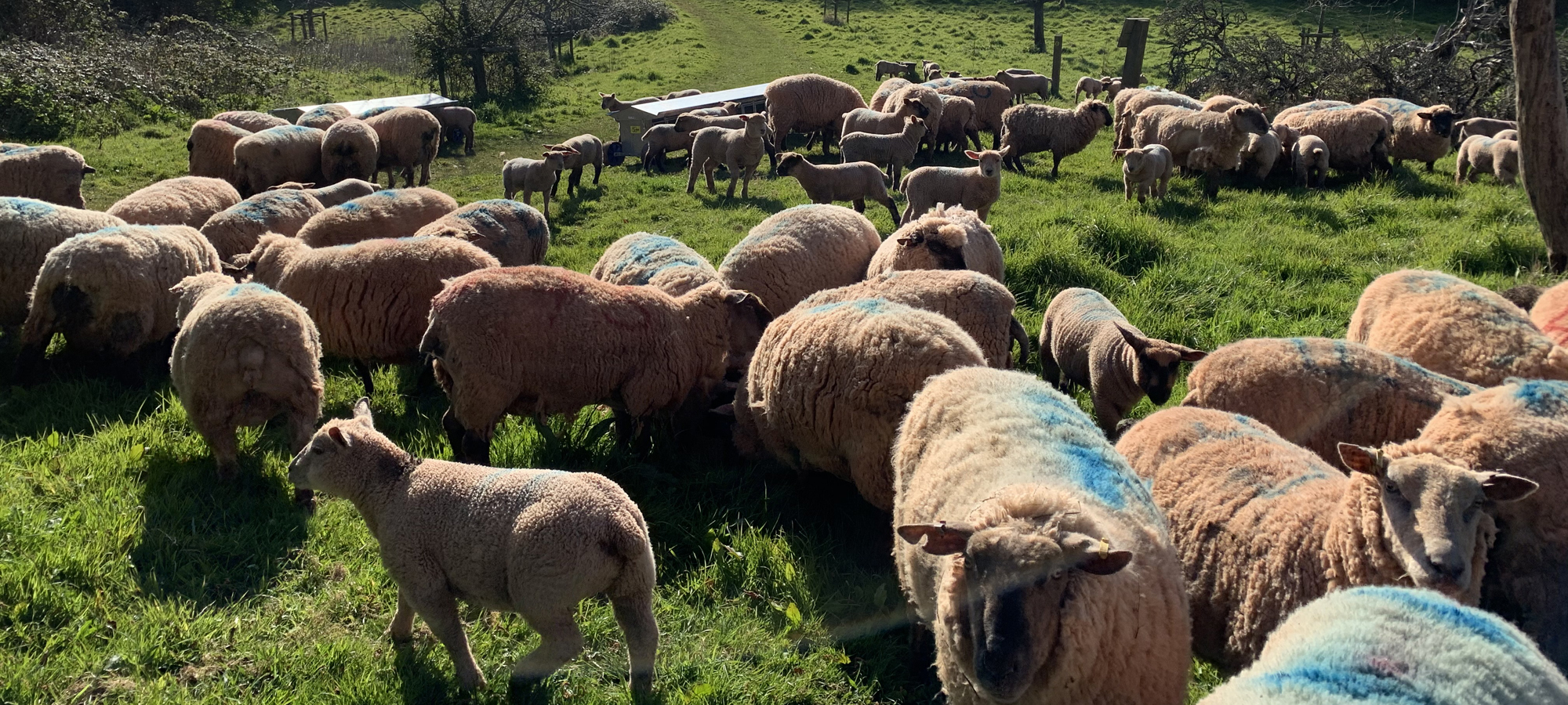 the-countryside-code-torbay-coast-countryside-trust