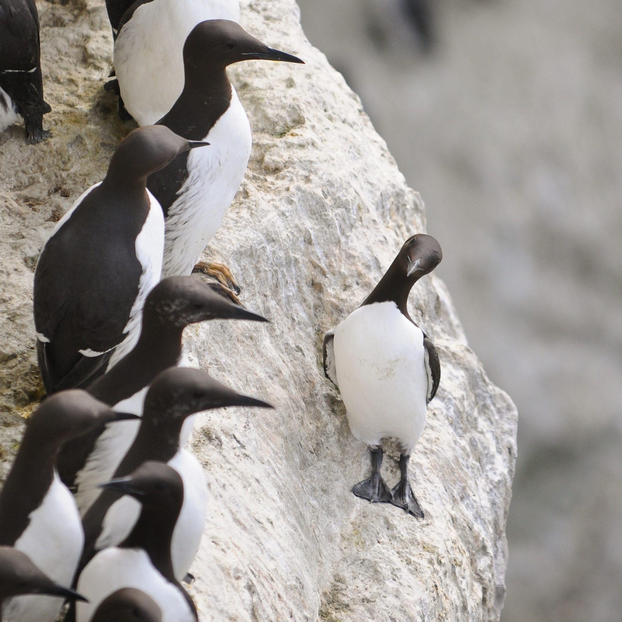 Please don't disturb nesting guillemots! – Torbay Coast & Countryside Trust